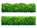 Green fence from boxwood shrubs. Ornamental plant. Royalty Free Stock Photo