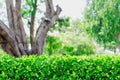 Green Fence Bush with blur Park background Royalty Free Stock Photo