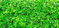 Green Fence Bush texture background