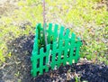 Green fence encloses and protects a young tree, sapling