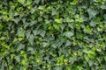 Green fence of ivy, a flat picture