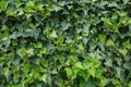 Green fence of ivy, a flat picture