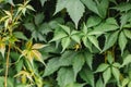 Green fence of parthenocissus henryana. Natural background of girlish grapes. Floral texture of parthenocissus inserta