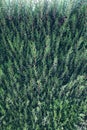 Green fence of thuja tree branches. Close up details as background image cypress juniper.