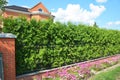 Green Fence with Trimmed Green Thuja and Welded Wire Fencing.