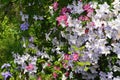 A green fence wall decorated by small-flowered varieties of clematis Comtesse de Bouchaud, Blue Angel, Ville de Lyon, Luther