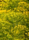 Green fennel