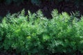 Green fennel grows on soil