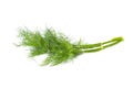 Green fennel isolated on white background