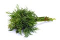 Green fennel leaf