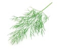 Green fennel leaf on white