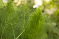 Green fennel plant growing