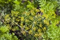 Green fennel seeds Royalty Free Stock Photo