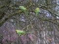 Green Feral parakeets near ping purple blossoms in Great Britain, Hyde Park, London, UK.