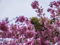 Green Feral parakeets parrot near ping purple blossoms in Great Britain, Hyde Park, London, UK.