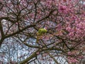 Green Feral parakeets parrot near ping purple blossoms in Great Britain, Hyde Park, London, UK.