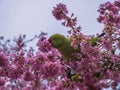Green Feral parakeets Parrot near ping purple blossoms in Great Britain, Hyde Park, London, UK.