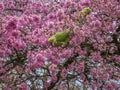 Green Feral parakeets parrot on purple blossoms in Great Britain, Hyde Park, London, UK.