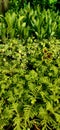 Green feren, coleus plant bunch in a garden