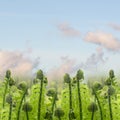 Green ferm sprouts under blue sky