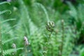 Green ferm sprouts under sun