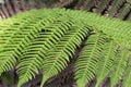 Green ferms leaves backgound in sunlight Royalty Free Stock Photo