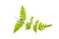 Green fern. Royalty Free Stock Photo