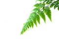 Green fern. Royalty Free Stock Photo