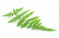 Green fern