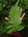 Green fern in above of my hand | Daun Pakis Hijau Diatas tangan saya