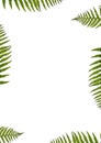 Green Fern Abstract Royalty Free Stock Photo