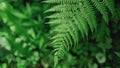 Green Fern Abstract Background. Natural background Royalty Free Stock Photo