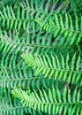 Green Fern Abstract Royalty Free Stock Photo