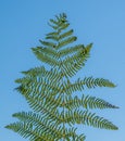 Green fern against blue sky