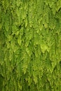 Green Fern Background Royalty Free Stock Photo