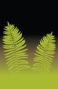 Green fern background