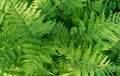Green fern background. Abstract nature leaf texture. Forest foliage background. Royalty Free Stock Photo