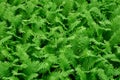 Green fern background. Botanical plant pattern Royalty Free Stock Photo