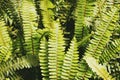 Green Fern Background Royalty Free Stock Photo