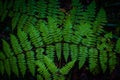 Green fern background photo with a black background Royalty Free Stock Photo