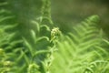 Green fern background Royalty Free Stock Photo