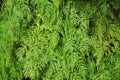 Green fern background texture, wallpaper concept Royalty Free Stock Photo