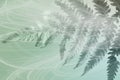 Green Fern Behind Wispy Fabric