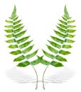 Green fern branch