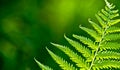 Green fern branch Royalty Free Stock Photo