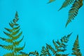 A green fern branch On a blue background with a shadow.