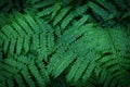 Green fern bright background with dark vignette Royalty Free Stock Photo