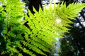 Green fern bush against sunlight through leaves Royalty Free Stock Photo
