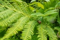 Green fern bush with snail