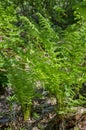 Green Fern Bush Royalty Free Stock Photo